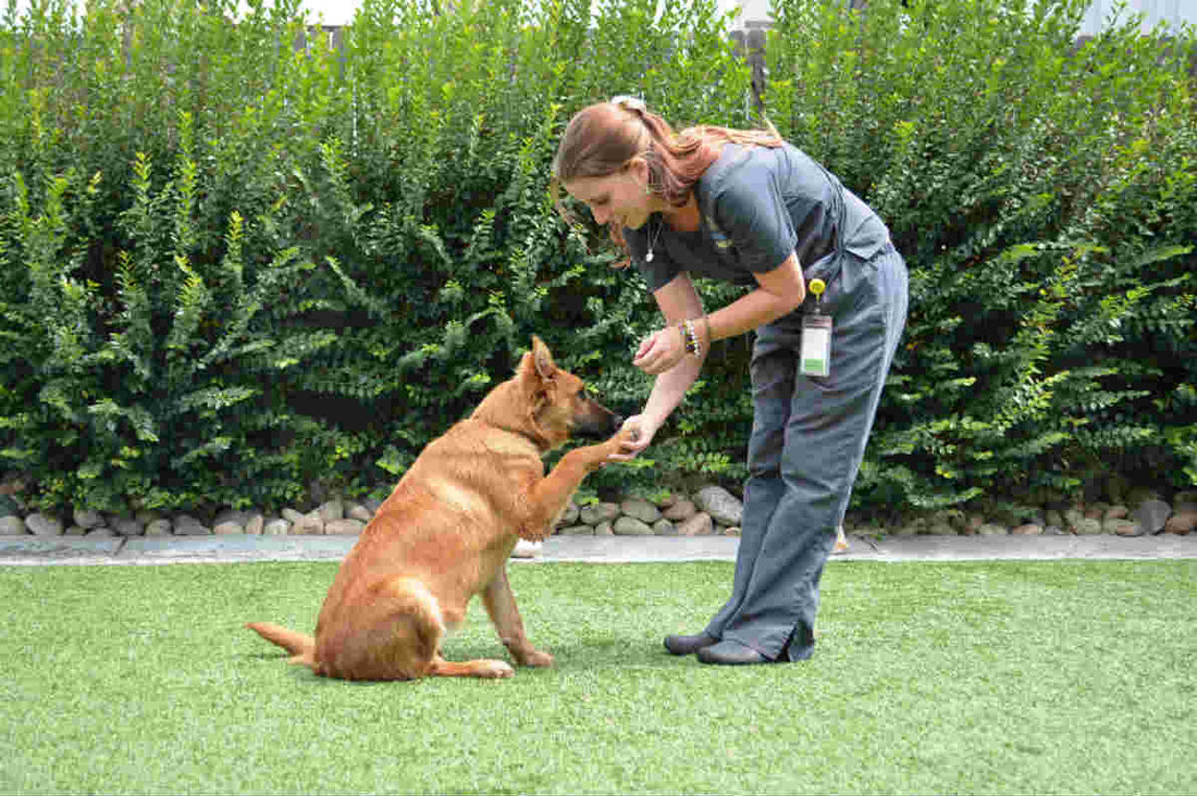 Welcome to BBNJ Pets: Everything Your Pet Needs